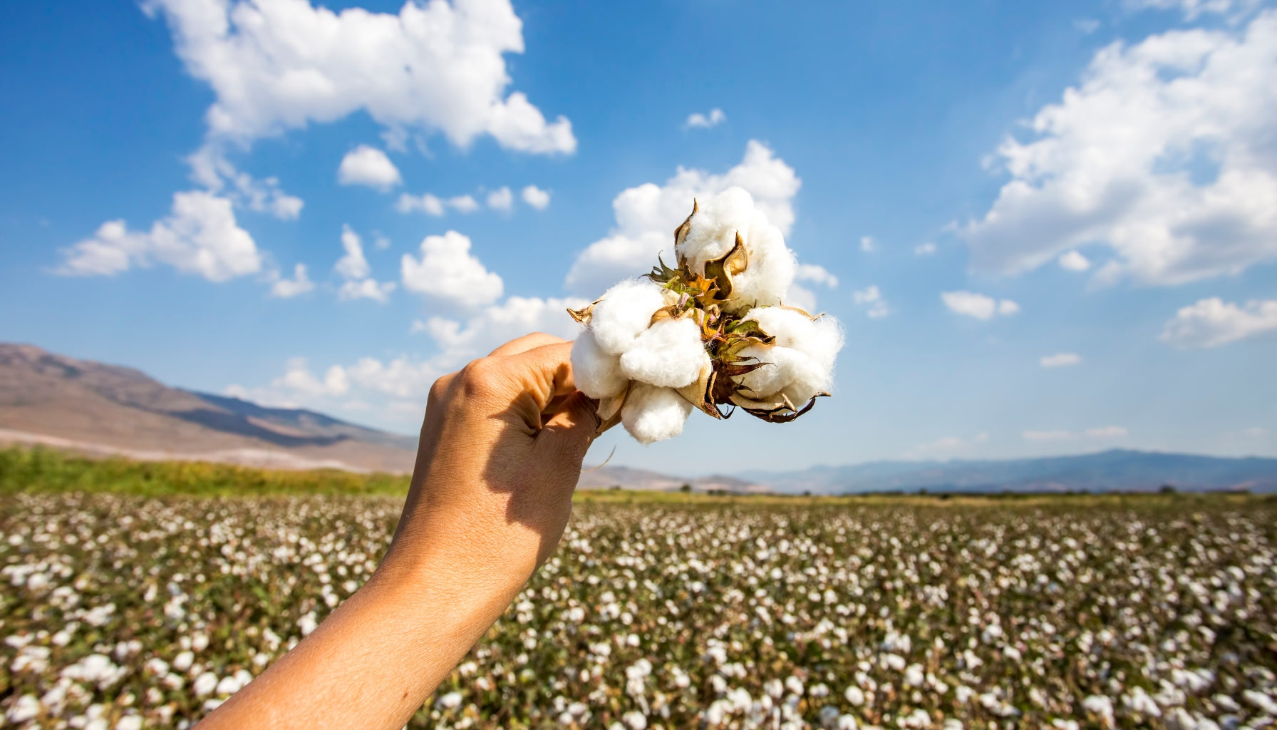 Organic Cotton vs. Conventional Cotton: A Sustainable Choice